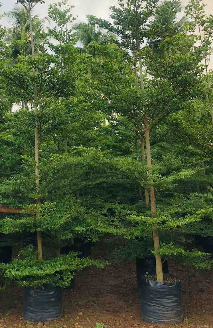 Jual Pohon Ketapang Kencana Tinggi 5-7 Meter