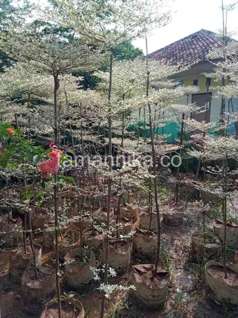 ketapangkencavarigataukuran2m