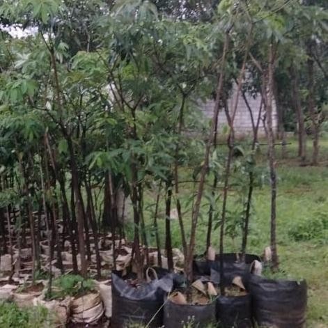 Pohon Pule Peneduh Taman