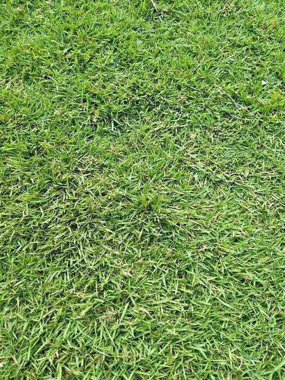 rumput 1
