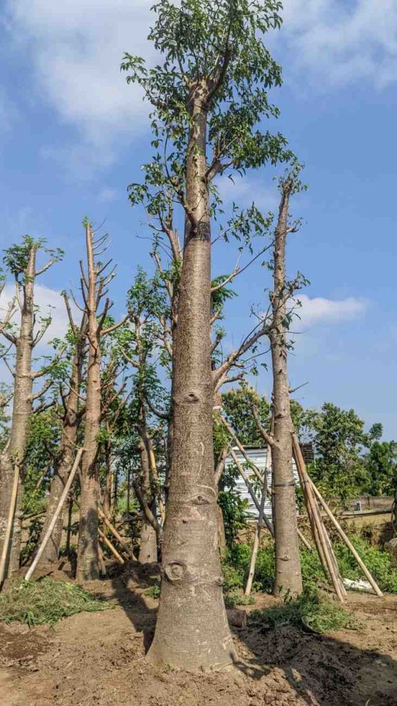 sedia pohon baobab hias