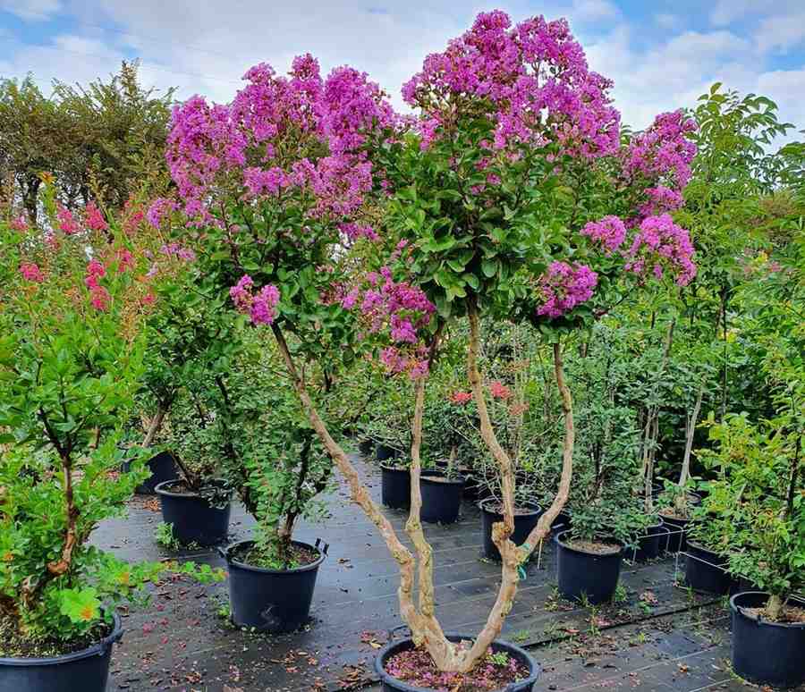 Pohon Bungur untuk taman minimalis dan modern