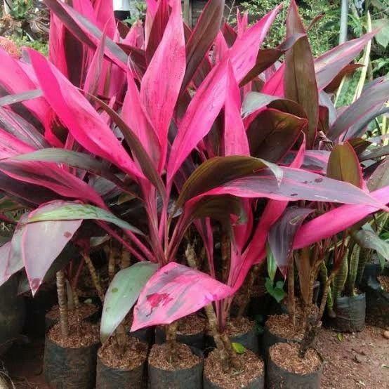 Andong Merah