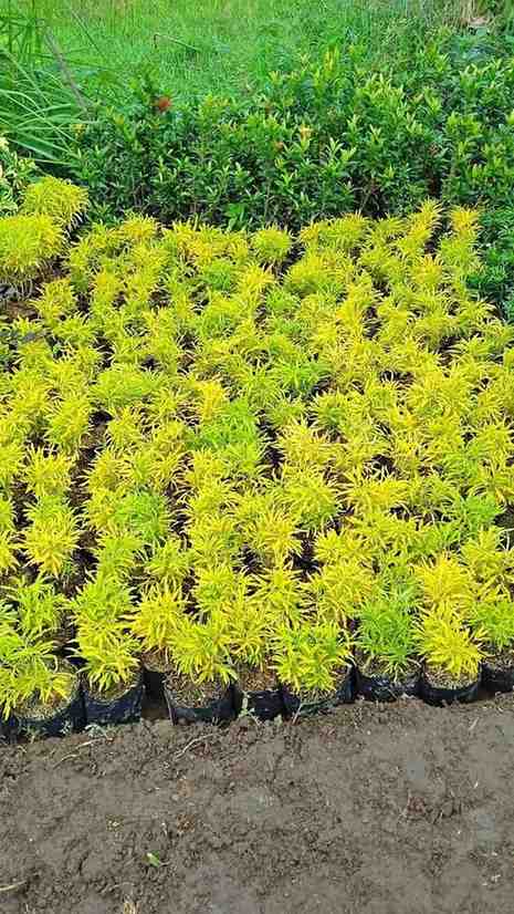 Brokoli Kuning