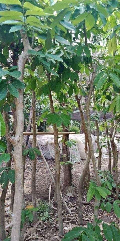 jual pohon bungur bunga ungu pohon peneduh 1