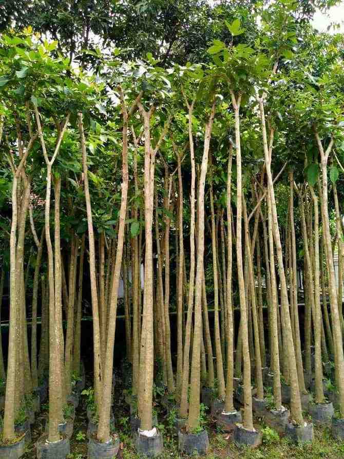 Jual Pohon Bungur Sedang