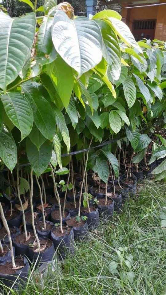 Bibit Pohon Bungur