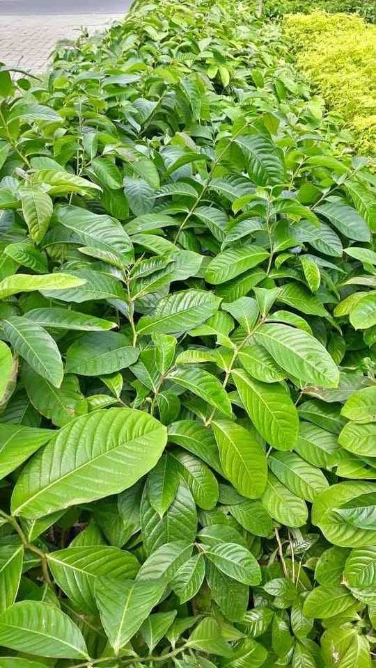 Pohon Bungur Ukuran Kecil