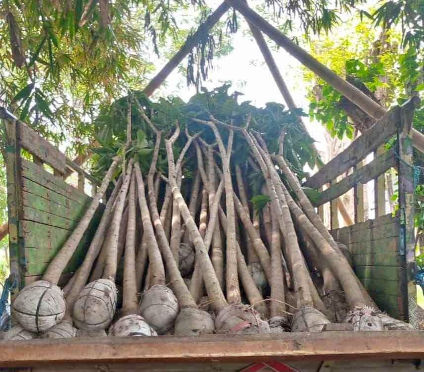 Jual Pohon Bungur Raksasa