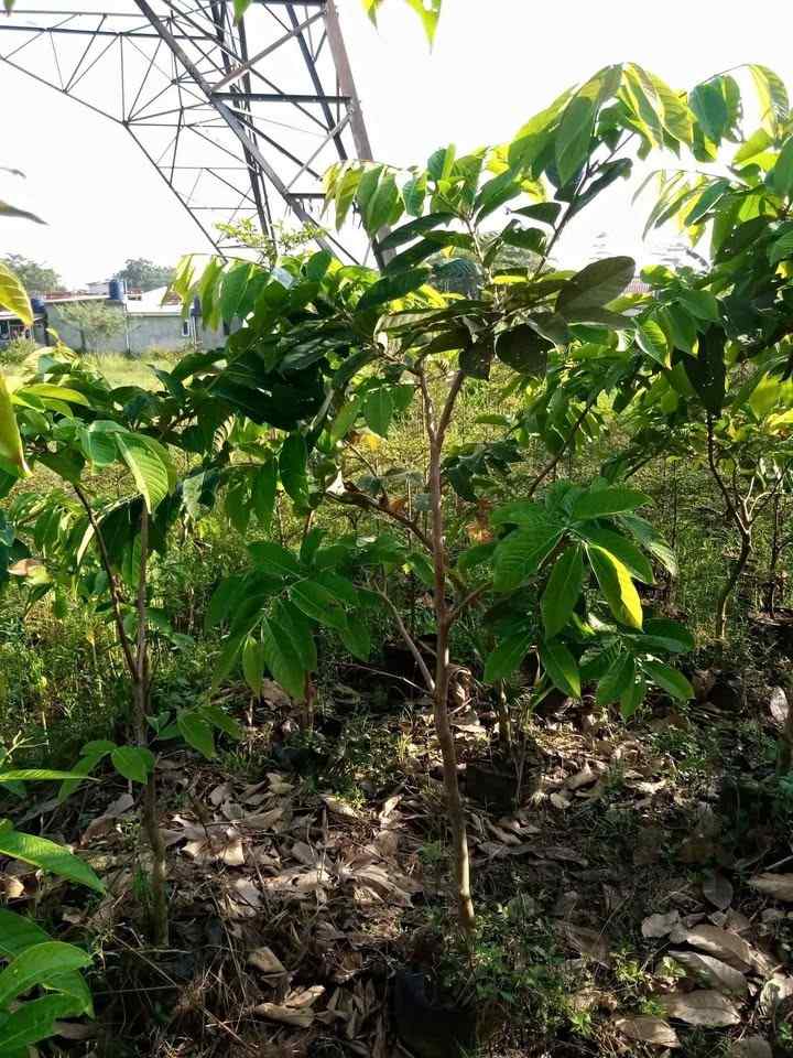 jual pohon bungur bunga ungu pohon peneduh 6