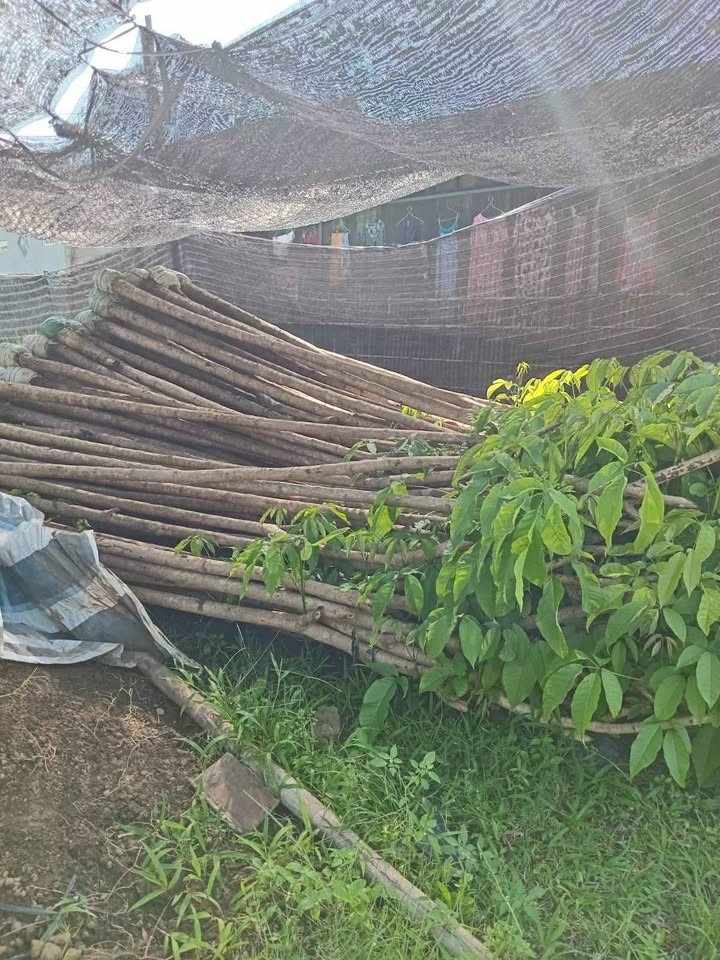 Pohon Bungur Ukuran Besar