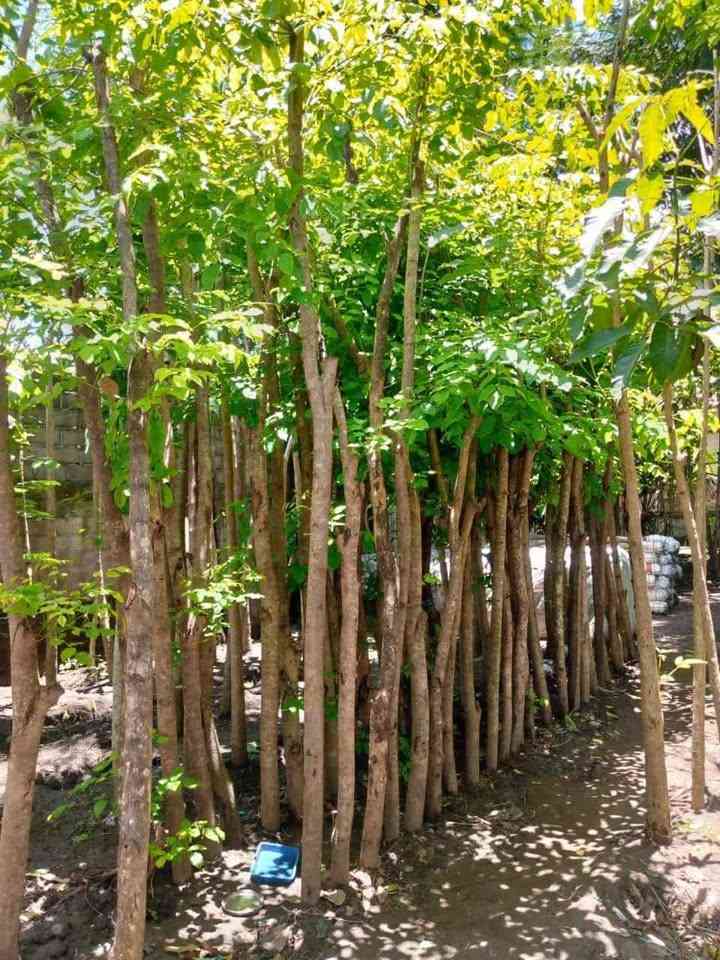 Jual Pohon Bungur