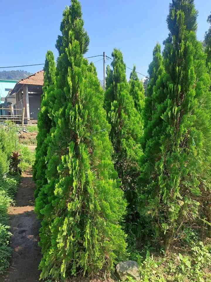 jual pohon cemara kipas all 1