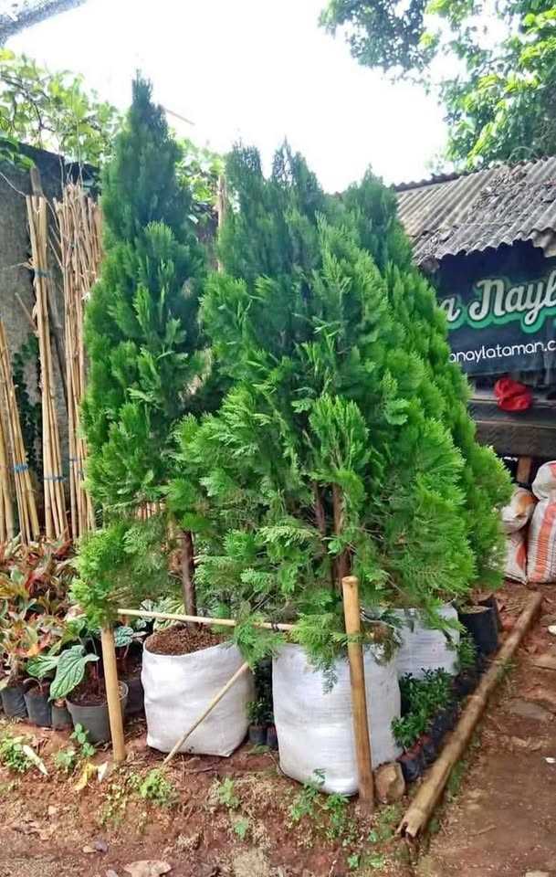 jual pohon cemara kipas all 10