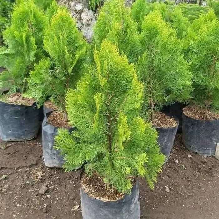 jual pohon cemara kipas all 2