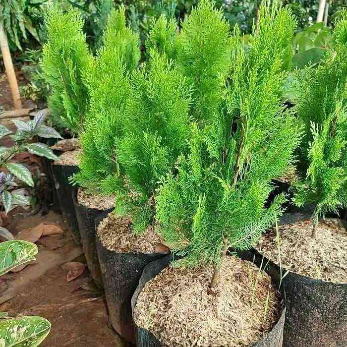 jual pohon cemara kipas all 3