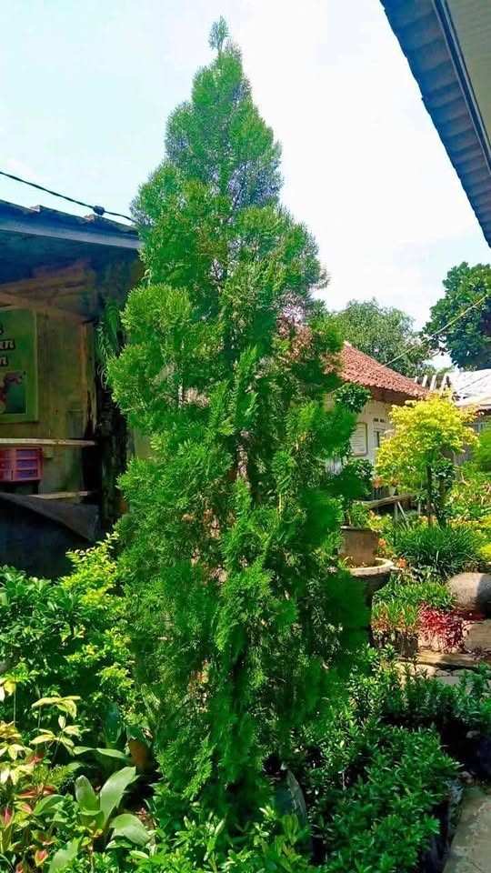 jual pohon cemara kipas all 4