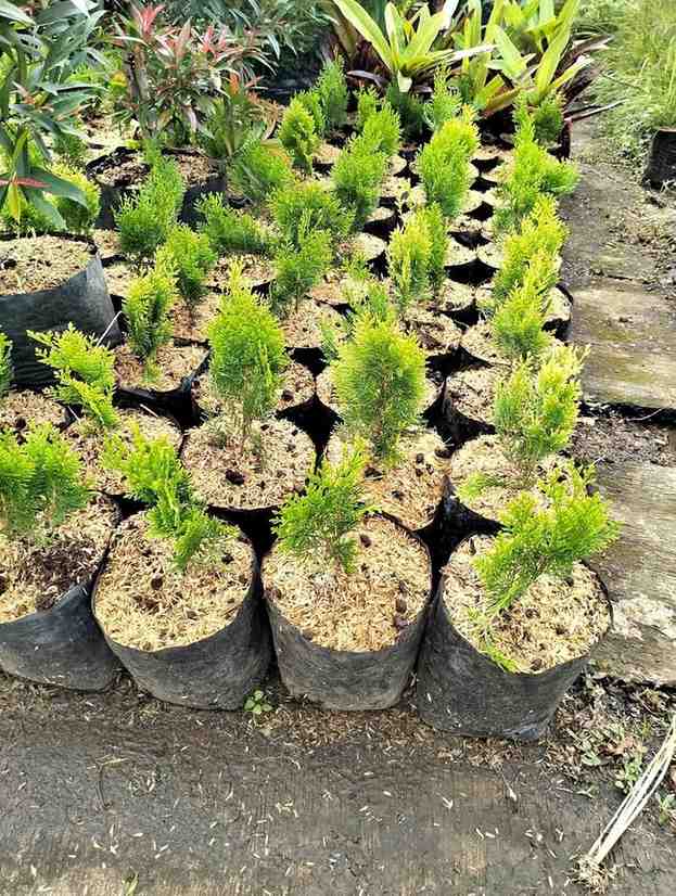 jual pohon cemara kipas all 6