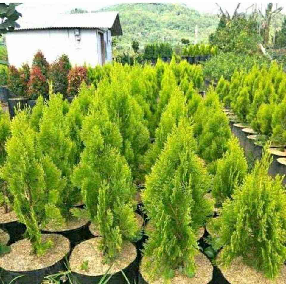 jual pohon cemara kipas all 7