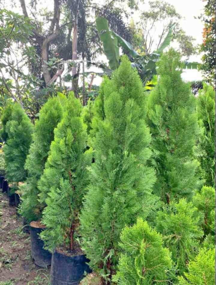 jual pohon cemara kipas all 9