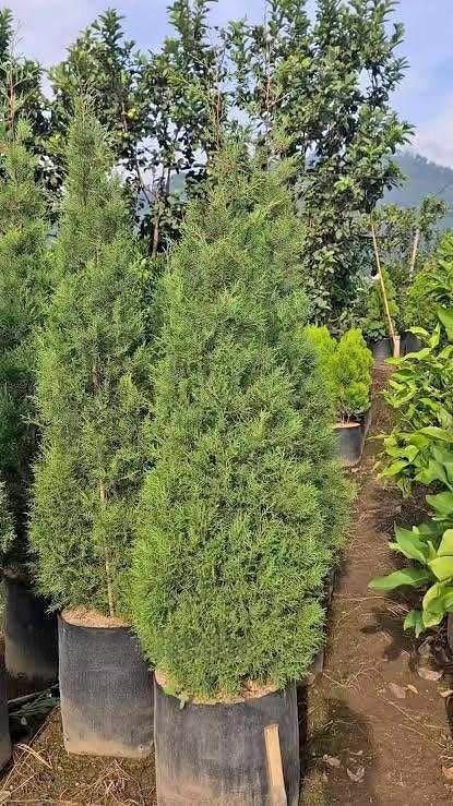 jual pohon cemara rentes murah 1