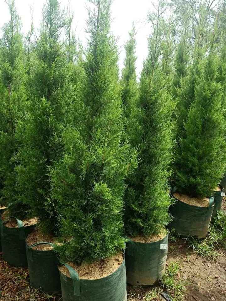 Pohon Cemara Rentes 3-4 Meter