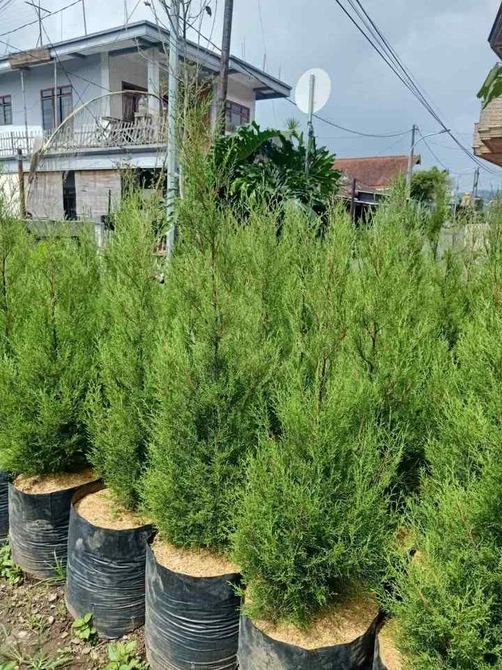 Jual Pohon Cemara Rentes 2 Meter