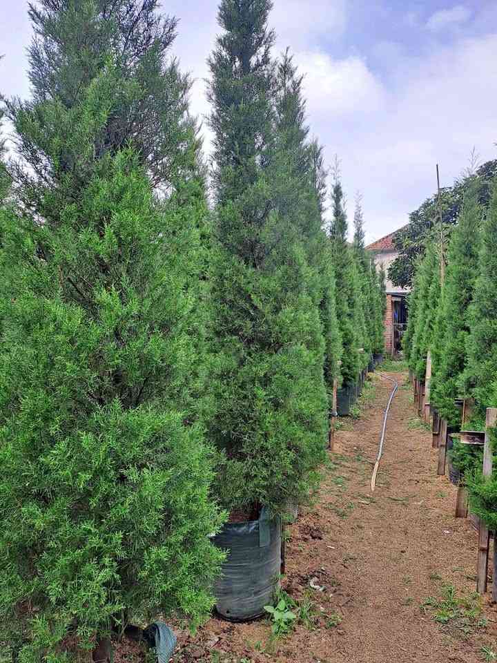 Cemara Rentes mempercantik taman tropis