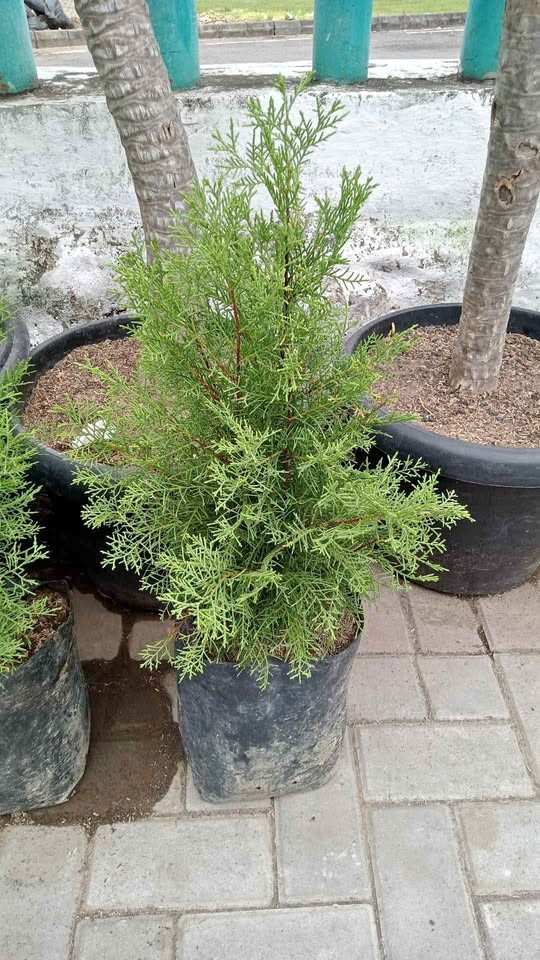 Bibit Pohon Cemara Rentes