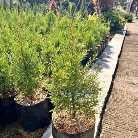 jual pohon cemara rentes murah 8