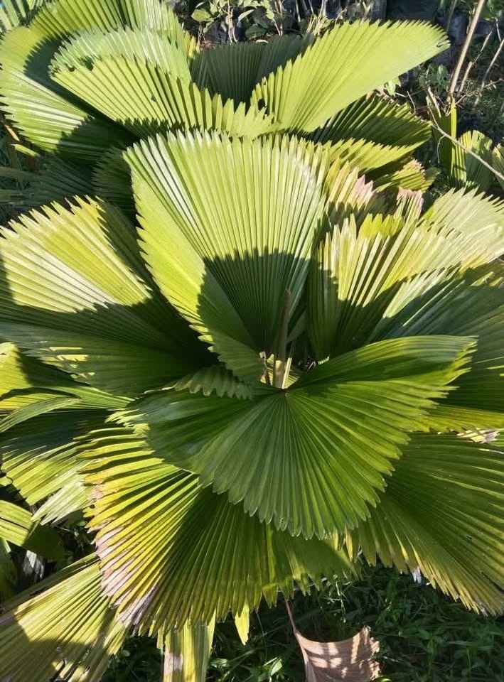 Jual Pohon Bungur besar siap tanam