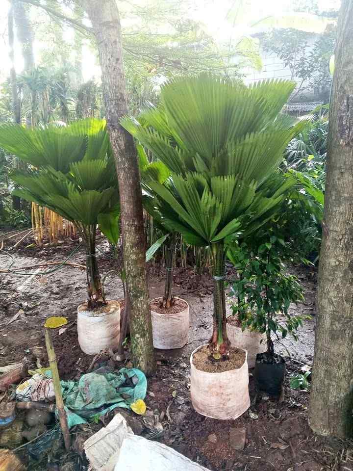 Palem Kipas Tinggi 3 - 5 Meter