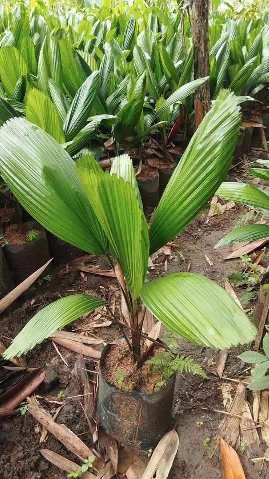 jual pohon palem kipas cantik 11