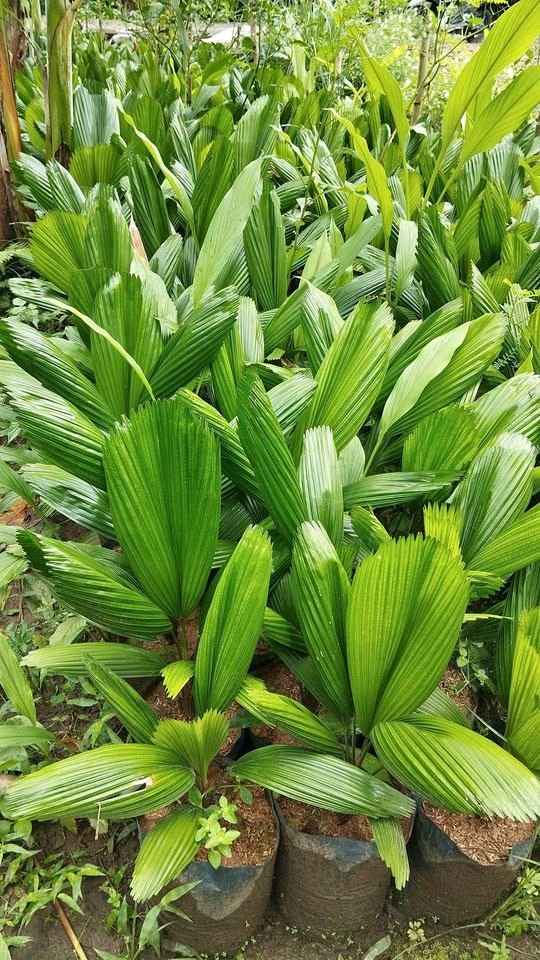 Bibit Pohon Palem Kipas