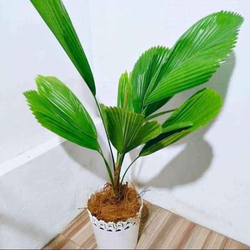 jual pohon palem kipas cantik 14