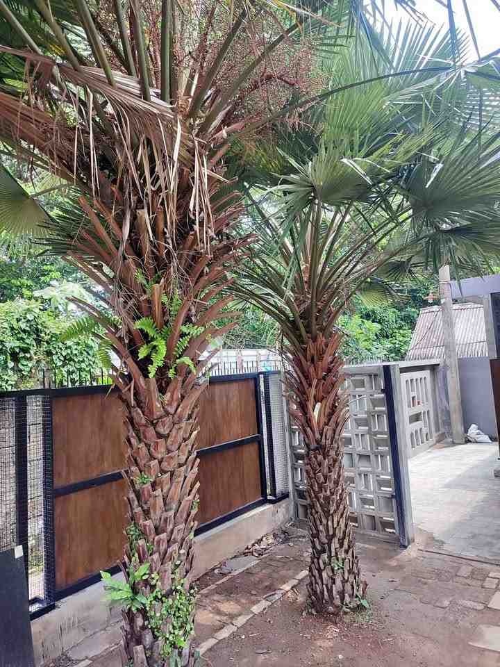 Palem Kipas Jumbo