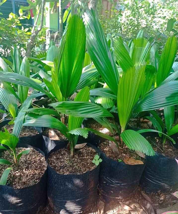 jual pohon palem kipas cantik 4