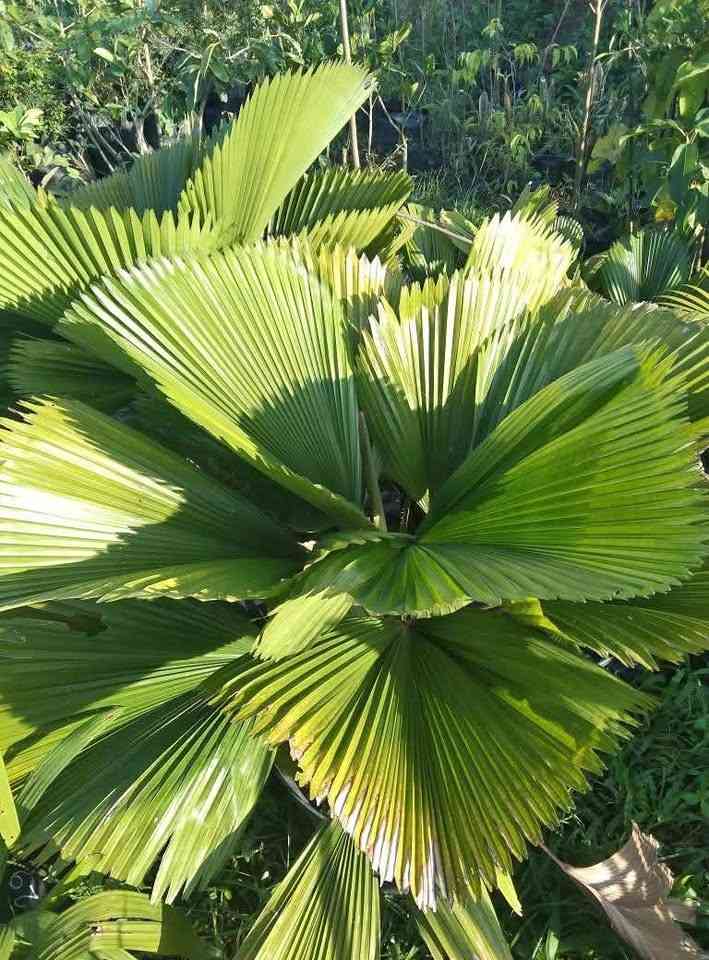 jual pohon palem kipas cantik 5