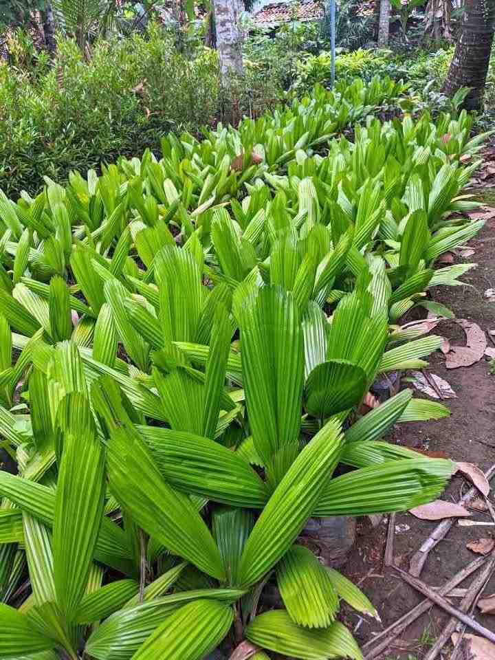 jual pohon palem kipas cantik 6