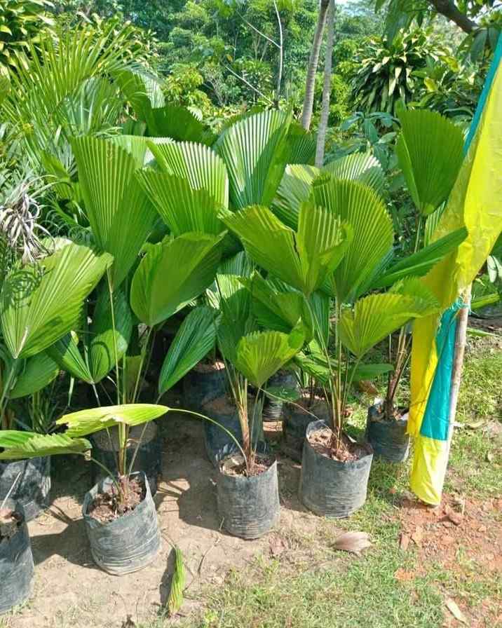 Palem Kipas Ukuran Sedang