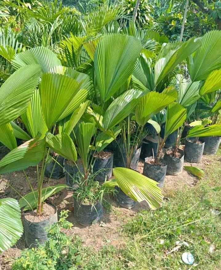 Palem Kipas Ukuran 1 Meter