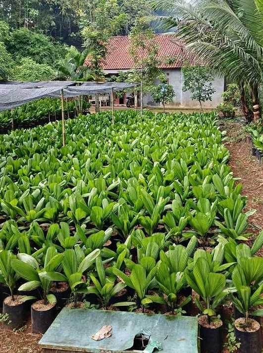 jual pohon palem kipas cantik 9