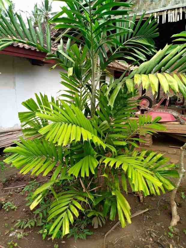 Pohon Palem Jepang