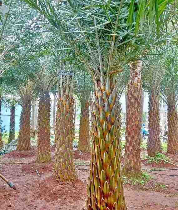 Pohon Palem Kenari