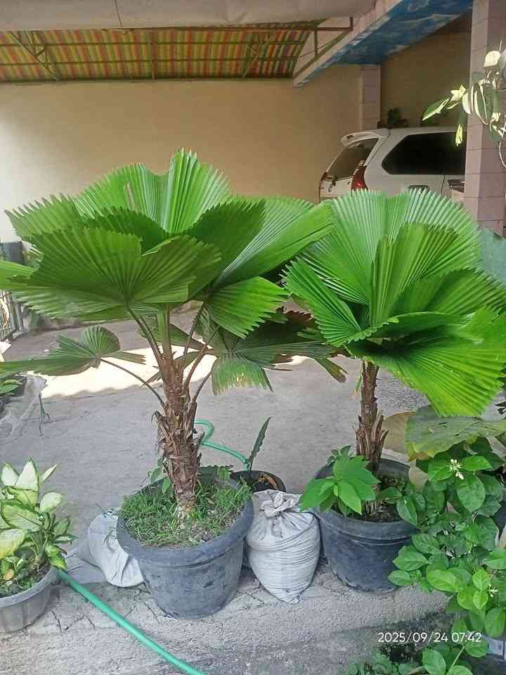 Pohon Palem Kipas