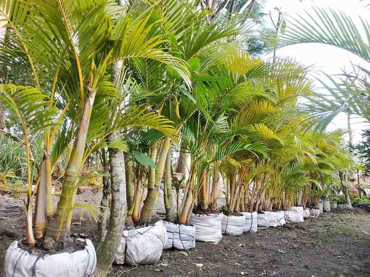 Pohon Palem Kuning
