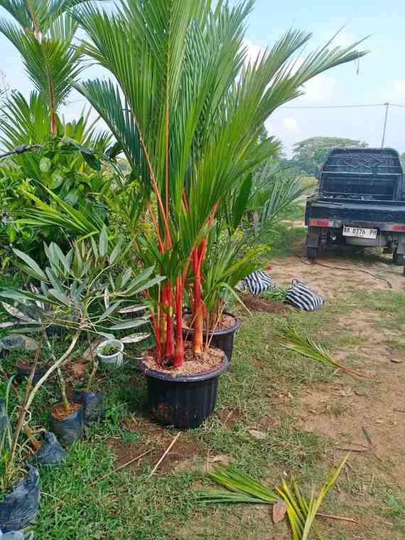 Pohon Palem Merah
