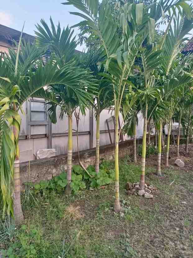 Pohon Palem Putri