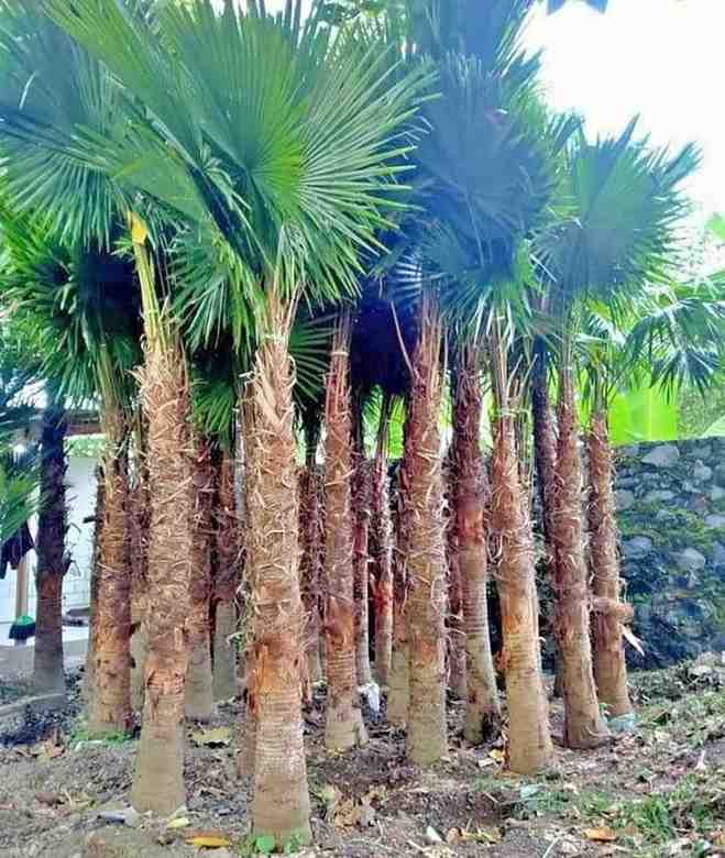 Pohon Palem Sadeng