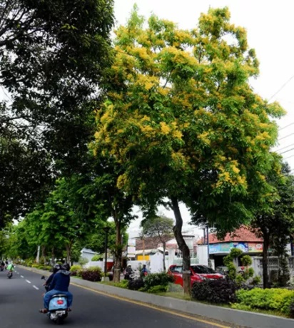 Pohon Angsana